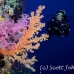 coral_soft_dae_ni_h_0348_egy2359.jpg